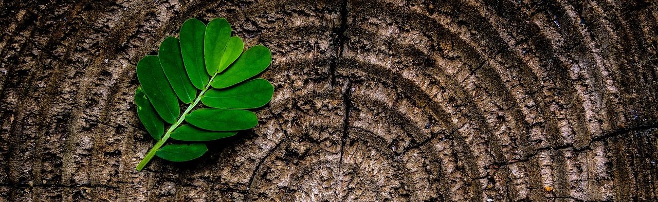 abstract, leaf, tree stump, green, brown, foliage, nature, pattern, annual rings, rough, stump, texture, tree, trunk, wood, wooden, abstract, abstract, abstract, abstract, tree stump, wood, wood, wood, wood, wood